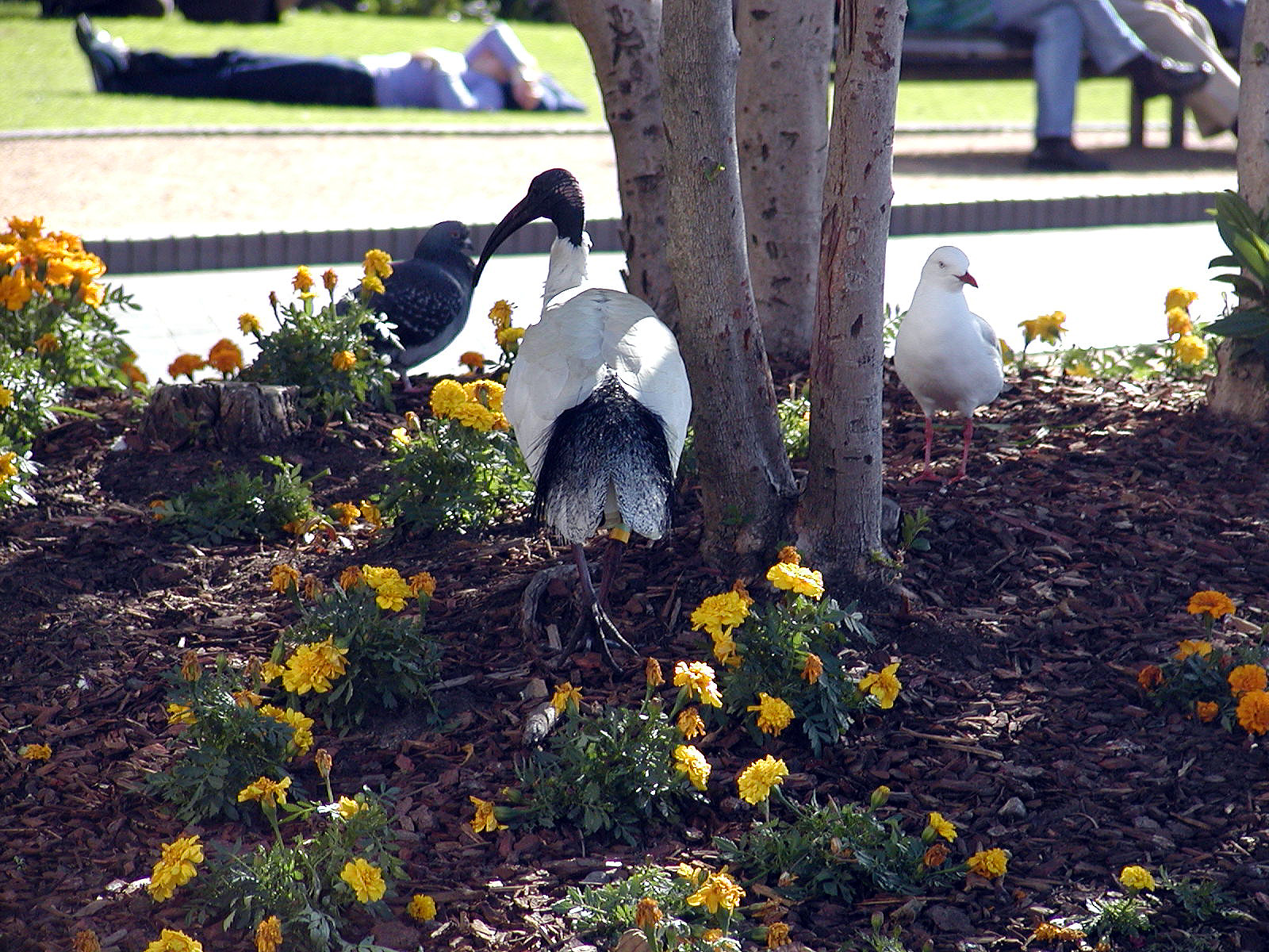 17-Jun-2001 12:30 - Sydney - Long billed bird near Circular Quay