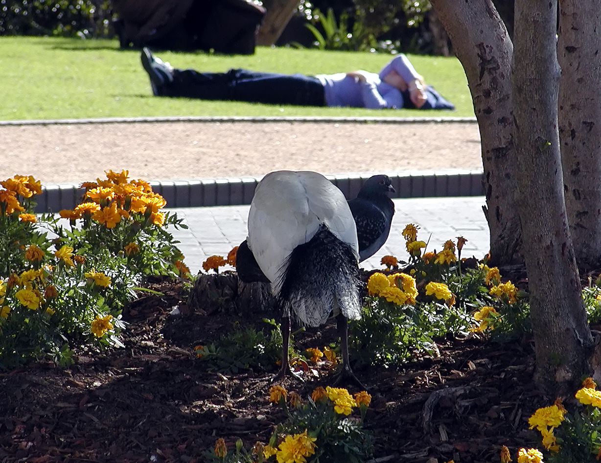 17-Jun-2001 12:30 - Sydney - Long billed bird near Circular Quay