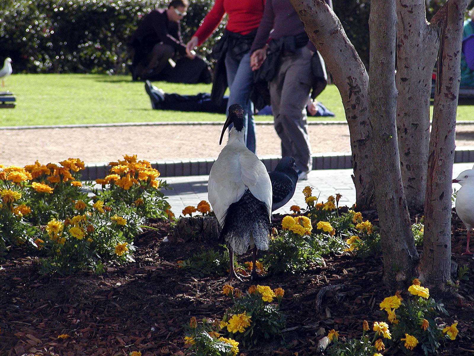 17-Jun-2001 12:30 - Sydney - Long billed bird near Circular Quay