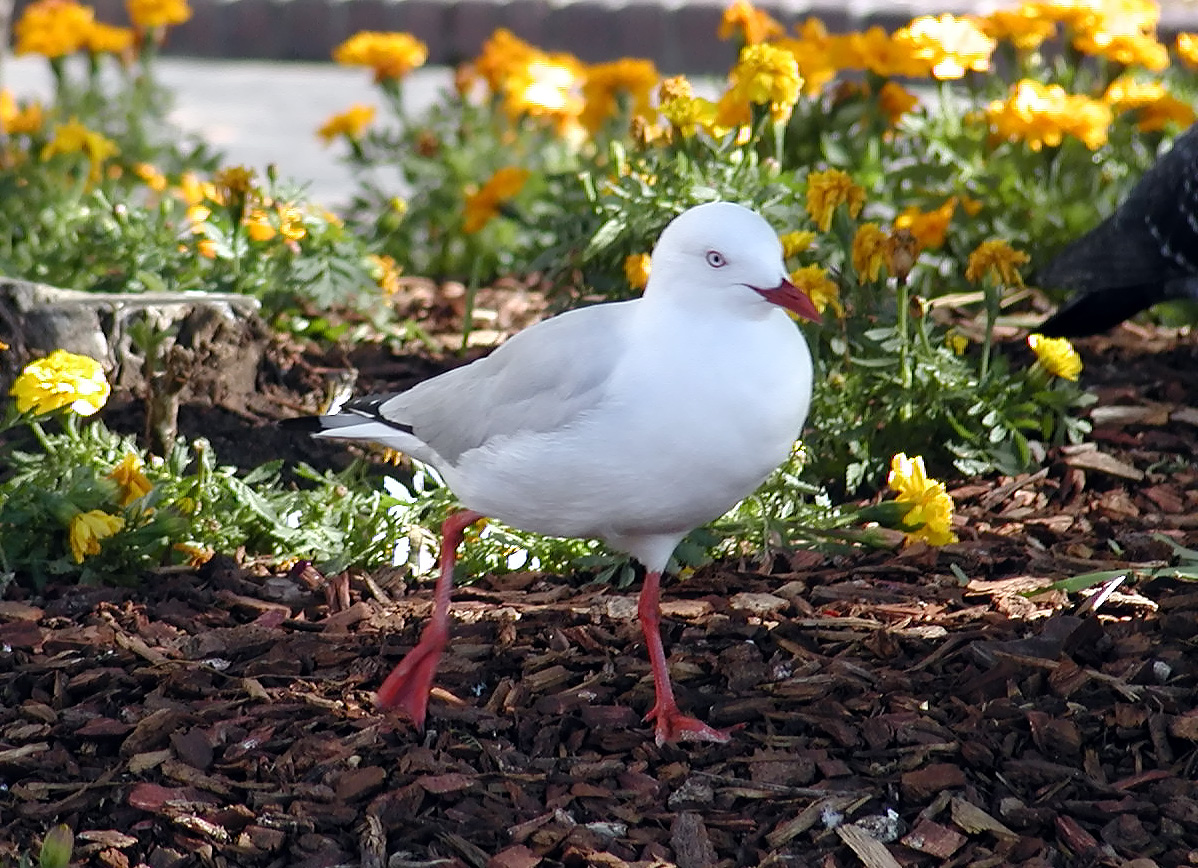 17-Jun-2001 12:30 - Sydney - Sea gull