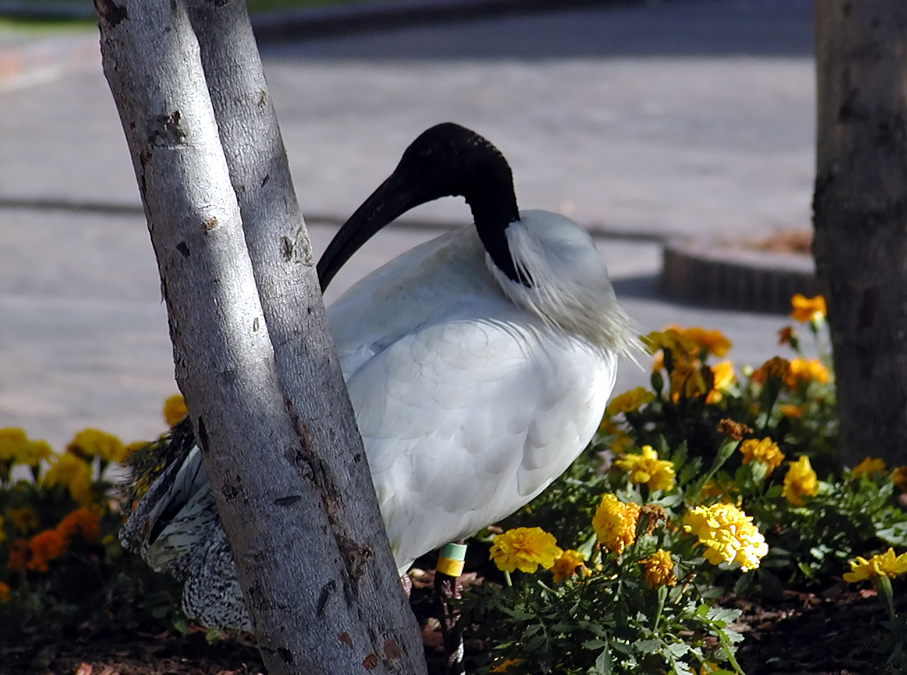 17-Jun-2001 12:30 - Sydney - Long billed bird near Circular Quay