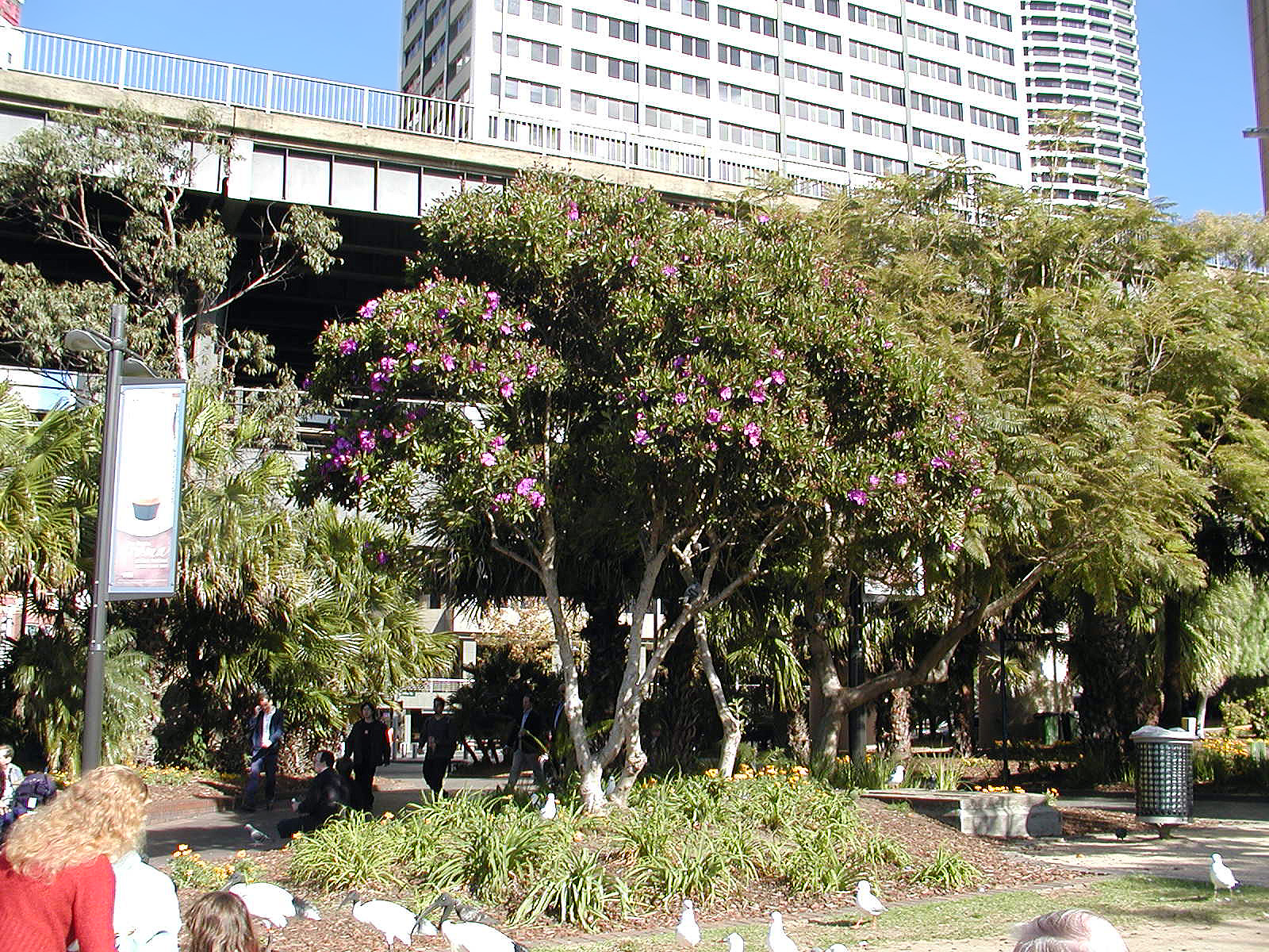 17-Jun-2001 12:31 - Sydney - Flowering shrub