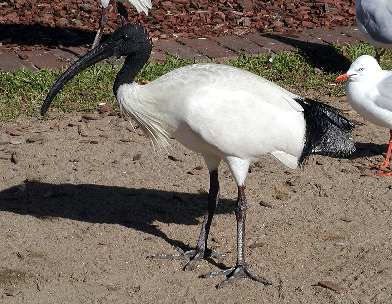 17-Jun-2001 12:31 - Sydney - Long billed bird near Circular Quay