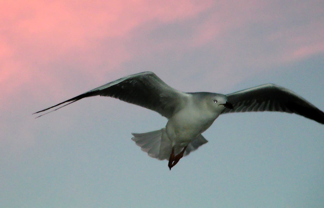 19-Jun-2001 17:07 - Sydney - Hovering seagull