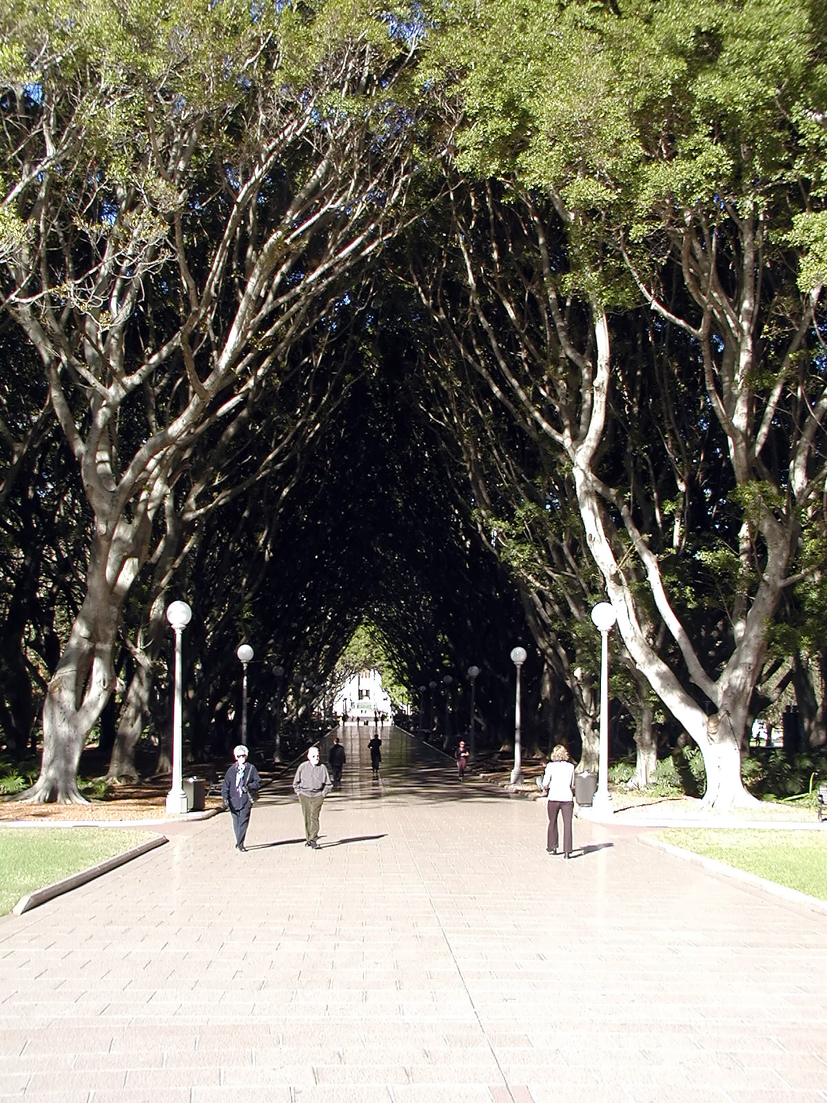20-Jun-2001 09:59 - Sydney - Avenue of trees leading to the Anzac Memorial