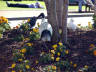 17-Jun-2001 12:30 - Sydney - Long billed bird near Circular Quay
