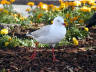 17-Jun-2001 12:30 - Sydney - Sea gull