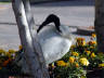 17-Jun-2001 12:30 - Sydney - Long billed bird near Circular Quay