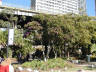 17-Jun-2001 12:31 - Sydney - Flowering shrub