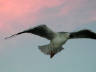 19-Jun-2001 17:07 - Sydney - Hovering seagull