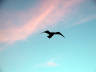 19-Jun-2001 17:07 - Sydney - Hovering seagull