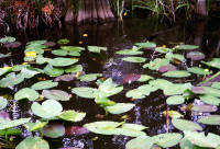 Click for larger image.