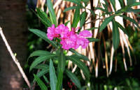 Click for larger image.