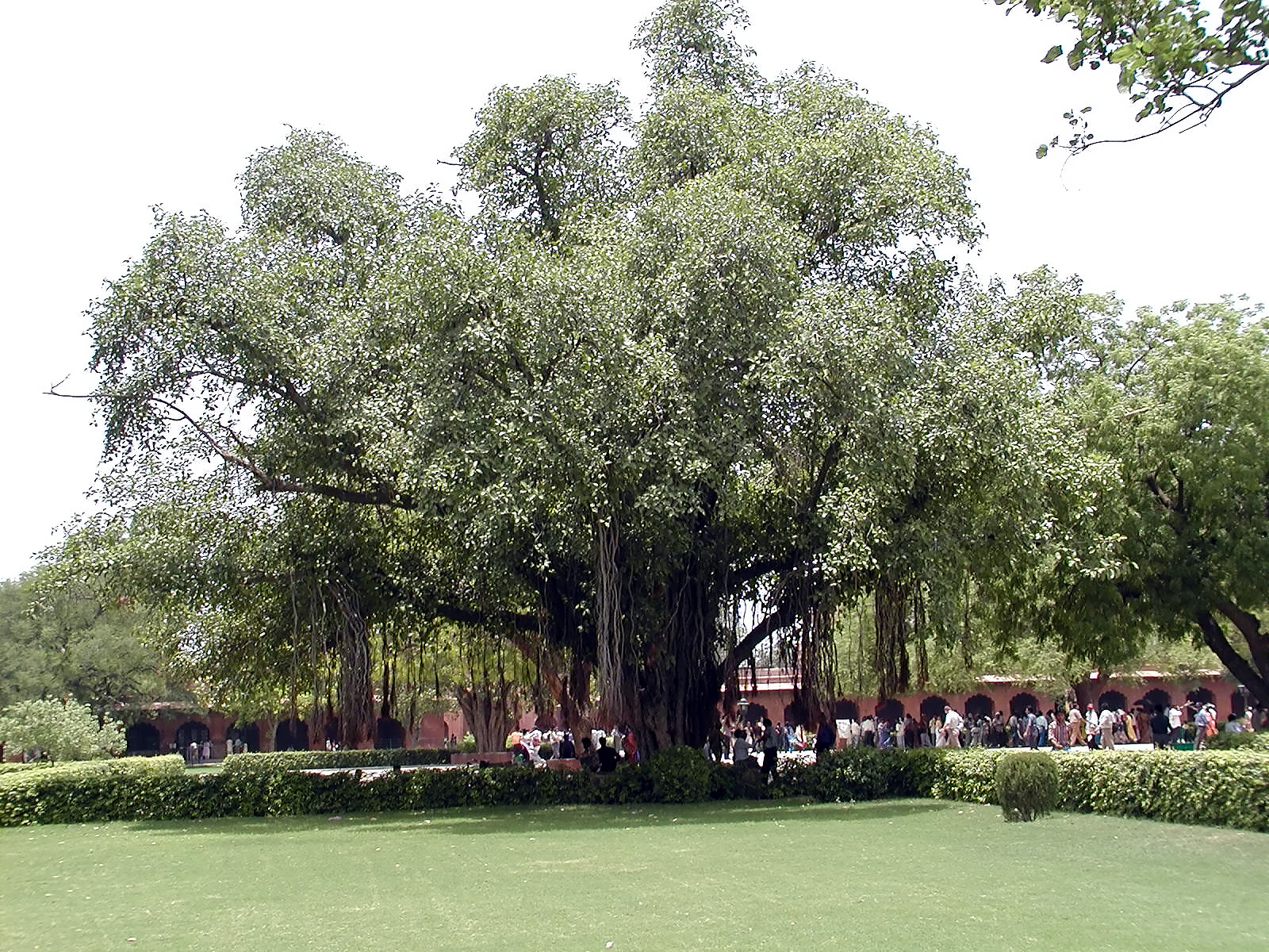 10-Jun-2001 11:56 - Agra - The Taj Mahal - Large tree outside the main gate