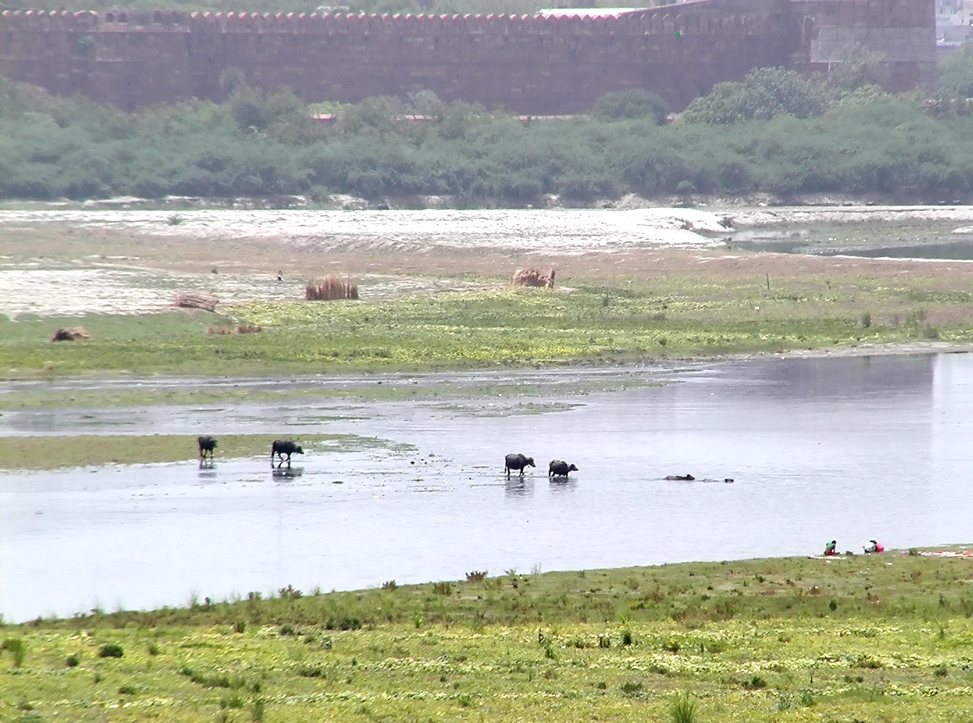 10-Jun-2001 12:42 - Agra - The Taj Mahal - Buffalo in the Yamuna River