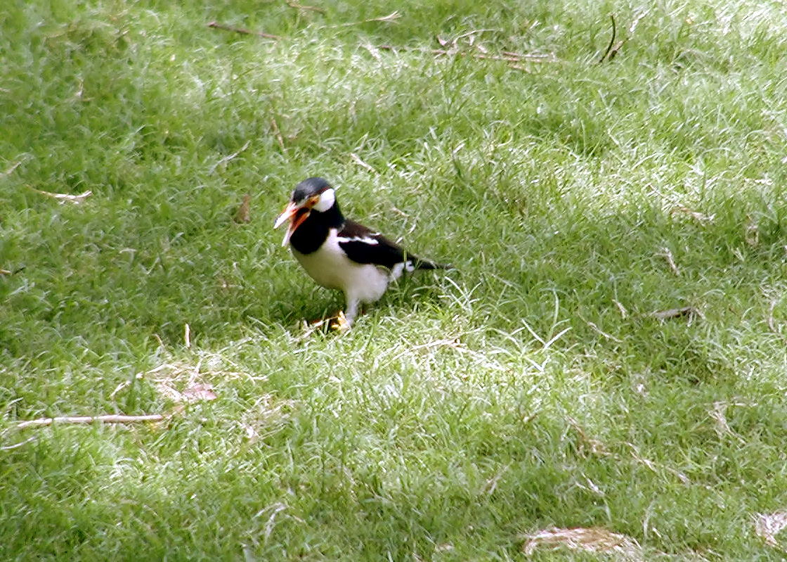 10-Jun-2001 12:51 - Agra - The Taj Mahal - Bird in the gardens