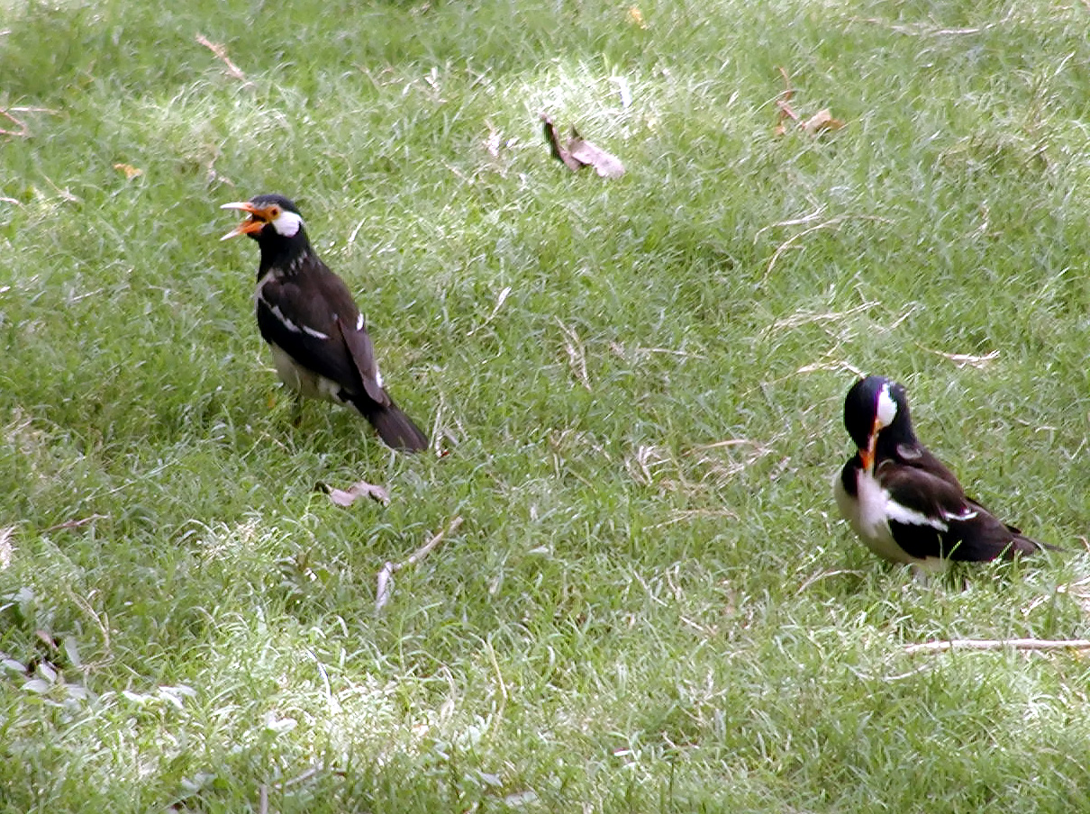10-Jun-2001 12:51 - Agra - The Taj Mahal - Bird in the gardens