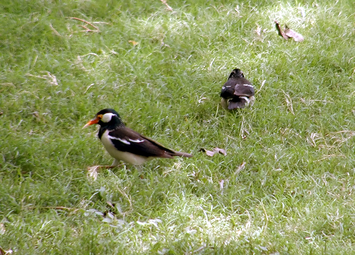 10-Jun-2001 12:51 - Agra - The Taj Mahal - Bird in the gardens