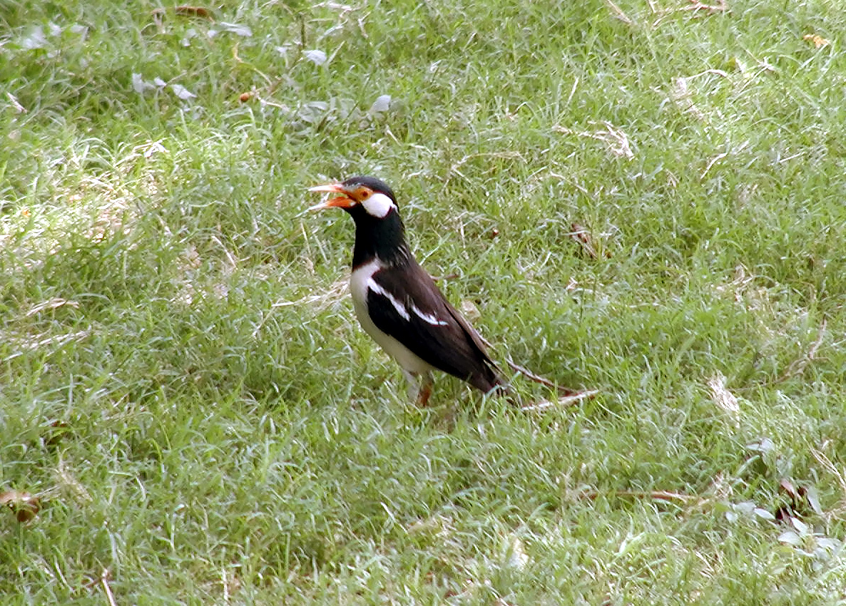 10-Jun-2001 12:51 - Agra - The Taj Mahal - Bird in the gardens
