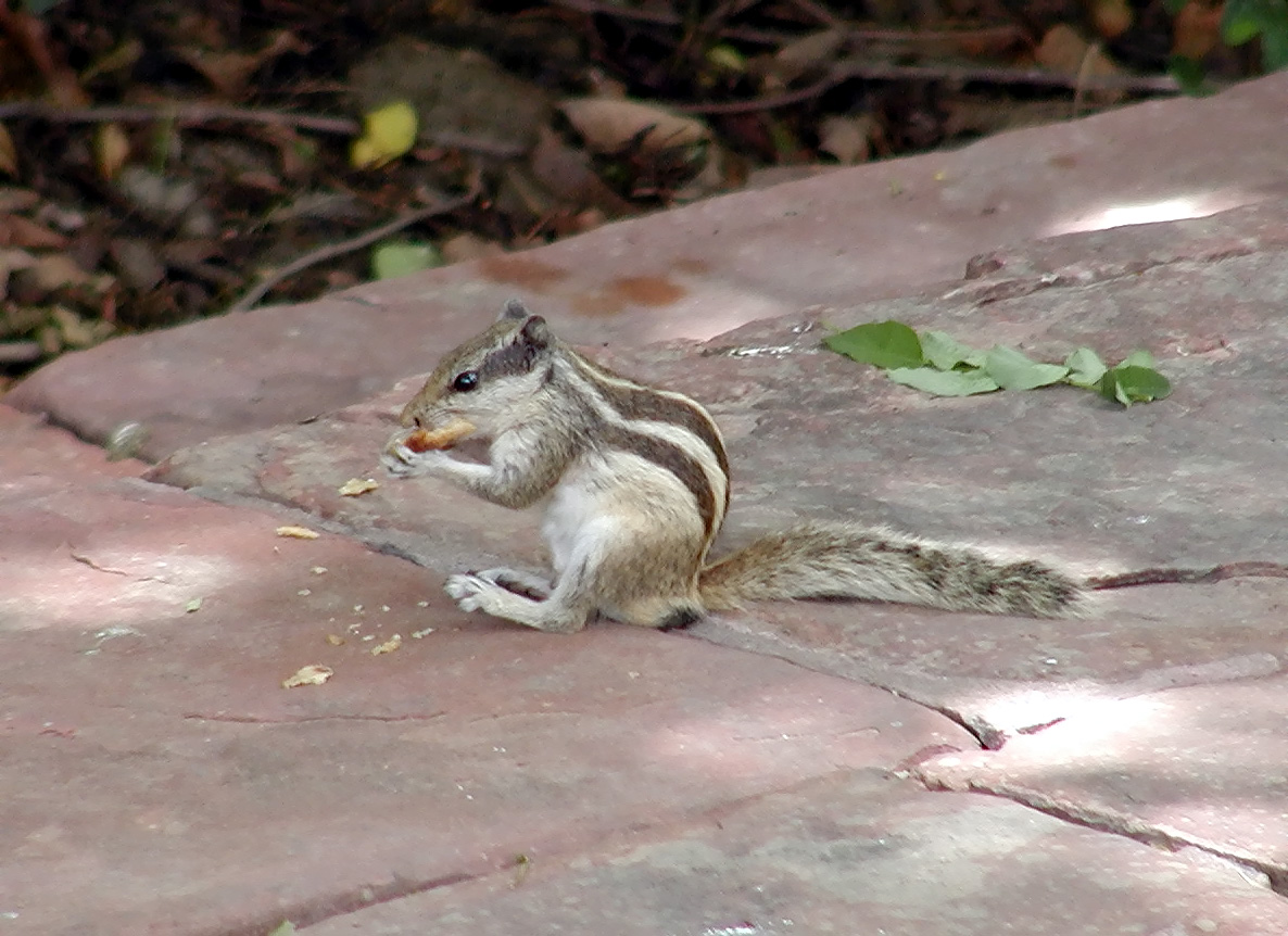 10-Jun-2001 12:53 - Agra - The Taj Mahal - A chipmunk in the gardens