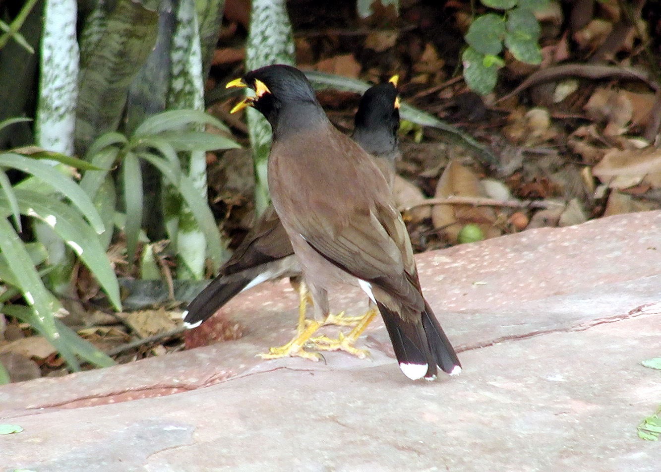 10-Jun-2001 12:53 - Agra - The Taj Mahal - Bird in the gardens