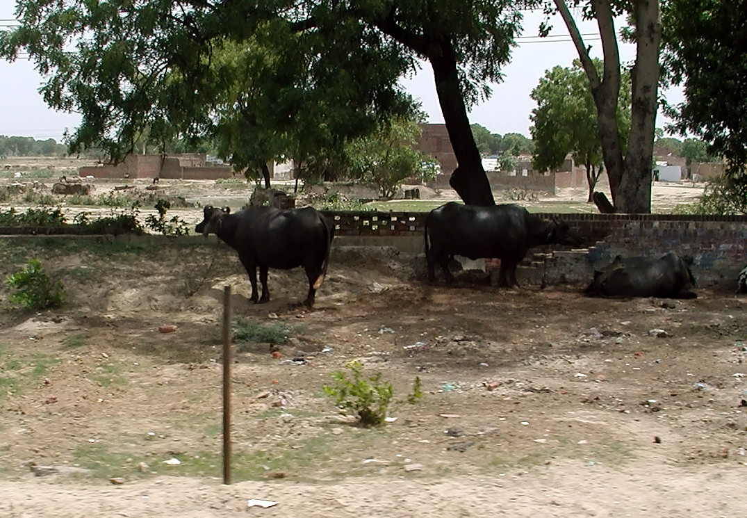 10-Jun-2001 13:19 - Agra  - Buffalo by the road side