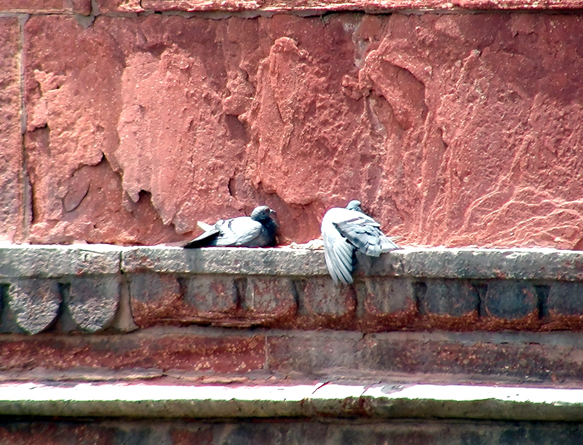 10-Jun-2001 13:29 - Agra - Agra Fort - Pigeons
