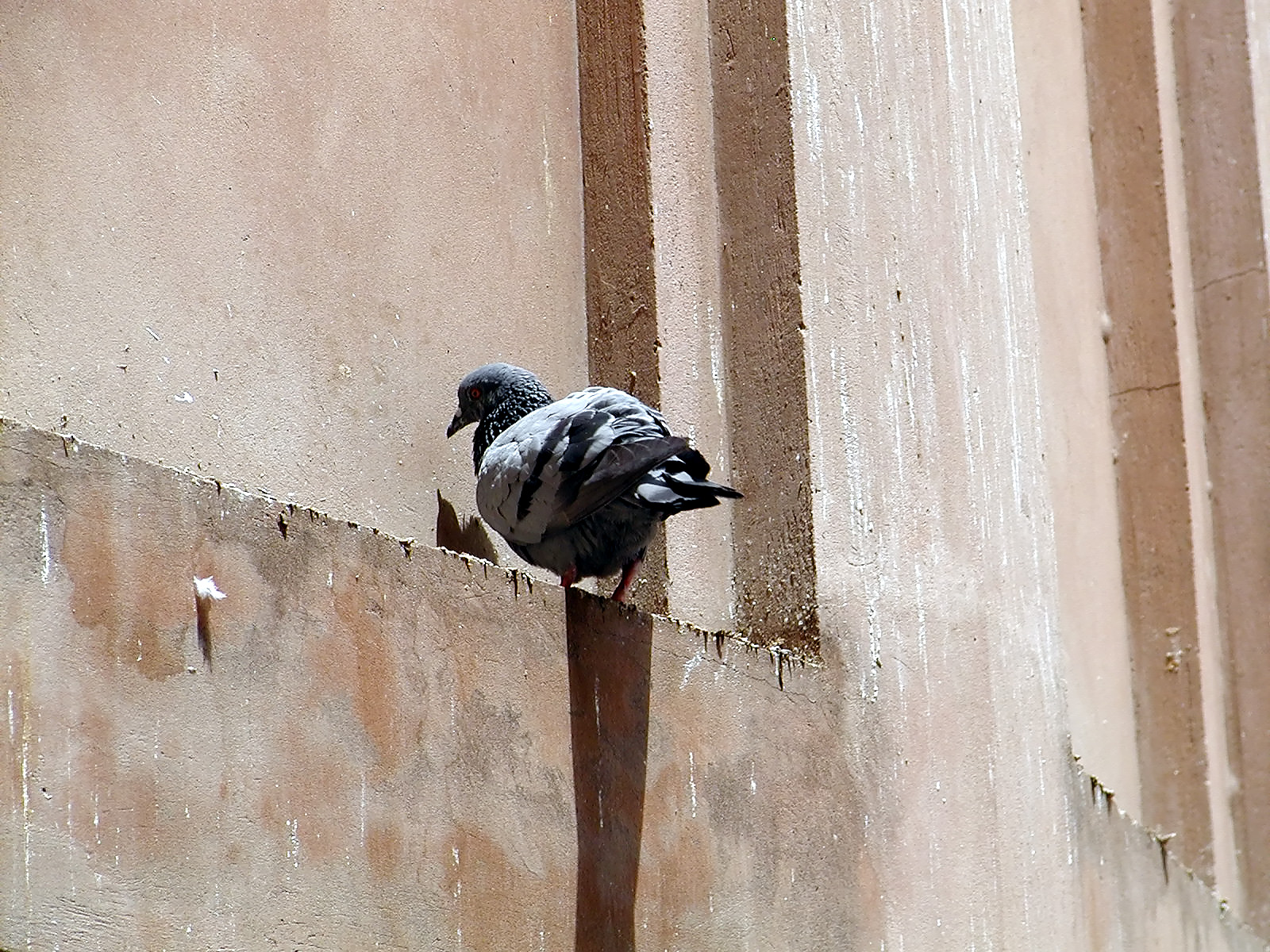 10-Jun-2001 13:35 - Agra - Agra Fort - Pigeon