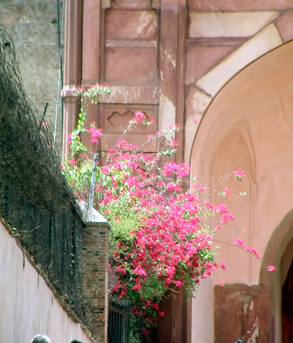 10-Jun-2001 13:36 - Agra - Agra Fort - Flowesr near the arch leading to the central area