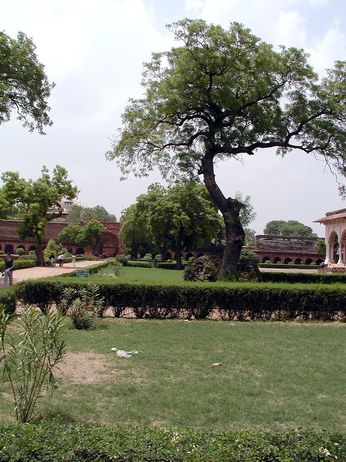 10-Jun-2001 13:43 - Agra - Agra Fort - Tree in the main courtyard