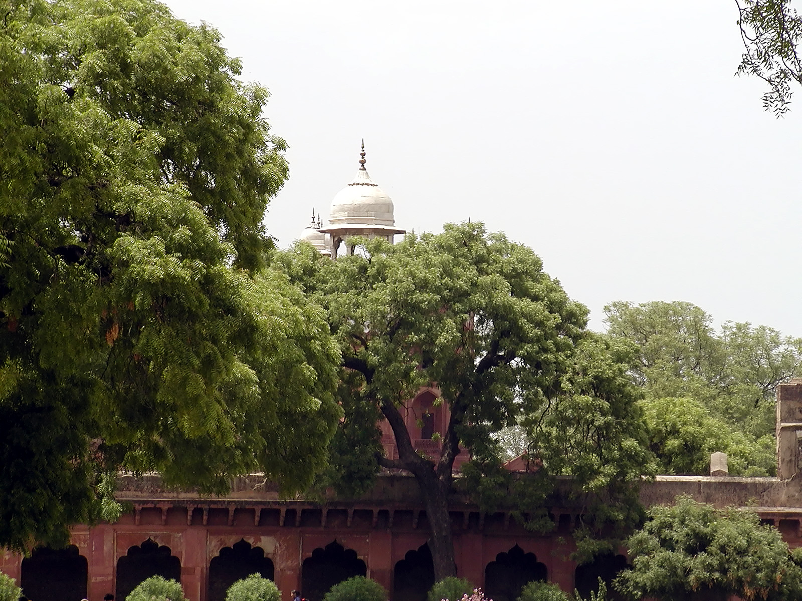 10-Jun-2001 13:44 - Agra - Agra Fort - Tree in the main courtyard with dome of the Moti Masjid (Pearl Mosque) built 1646-1653