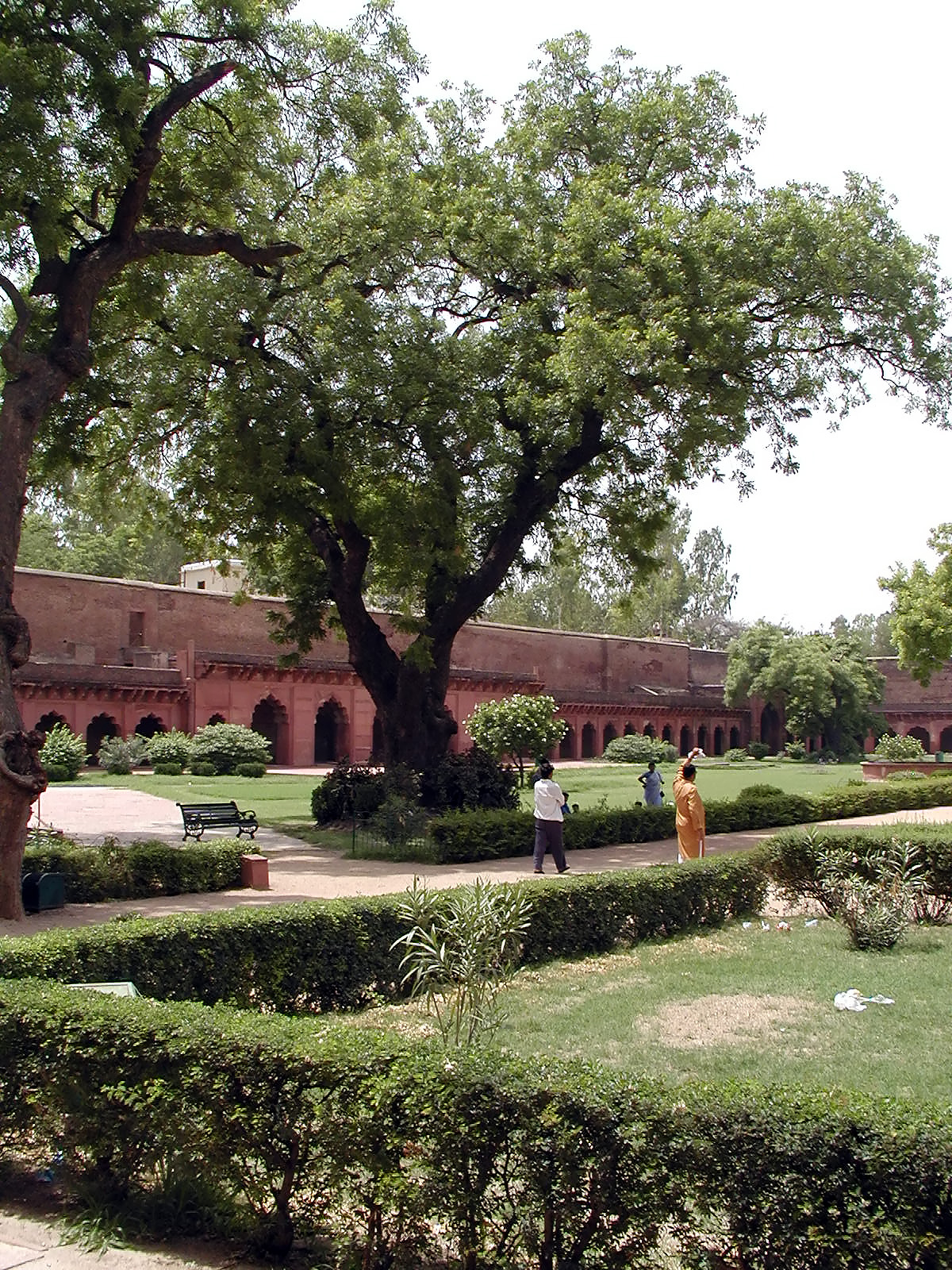10-Jun-2001 13:44 - Agra - Agra Fort - Tree in the main courtyard