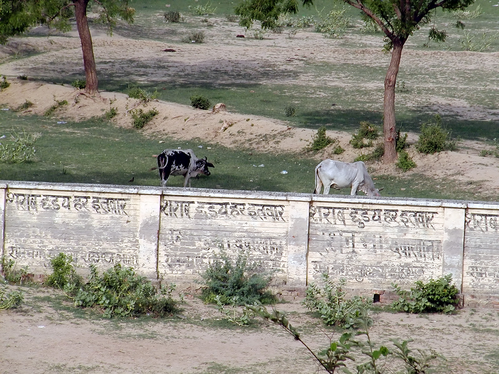 10-Jun-2001 16:35 - Agra  - Cattle below the handicraft centre
