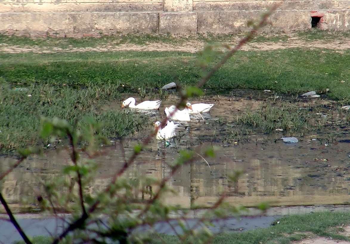 10-Jun-2001 16:35 - Agra  - Ducks below the handicraft centre