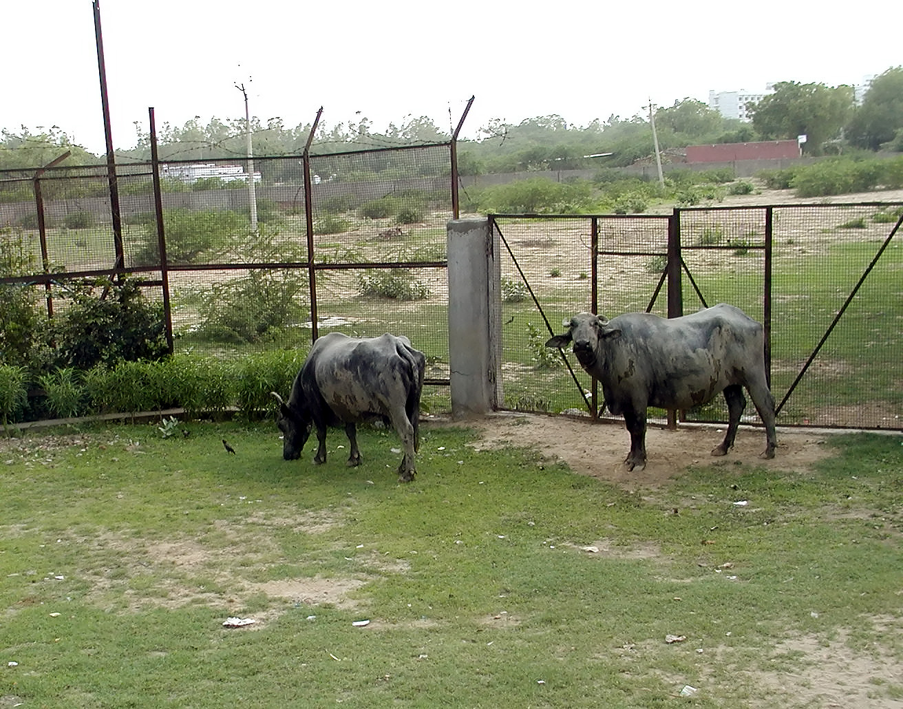 10-Jun-2001 16:45 - Agra  - Buffalo by the side of the road