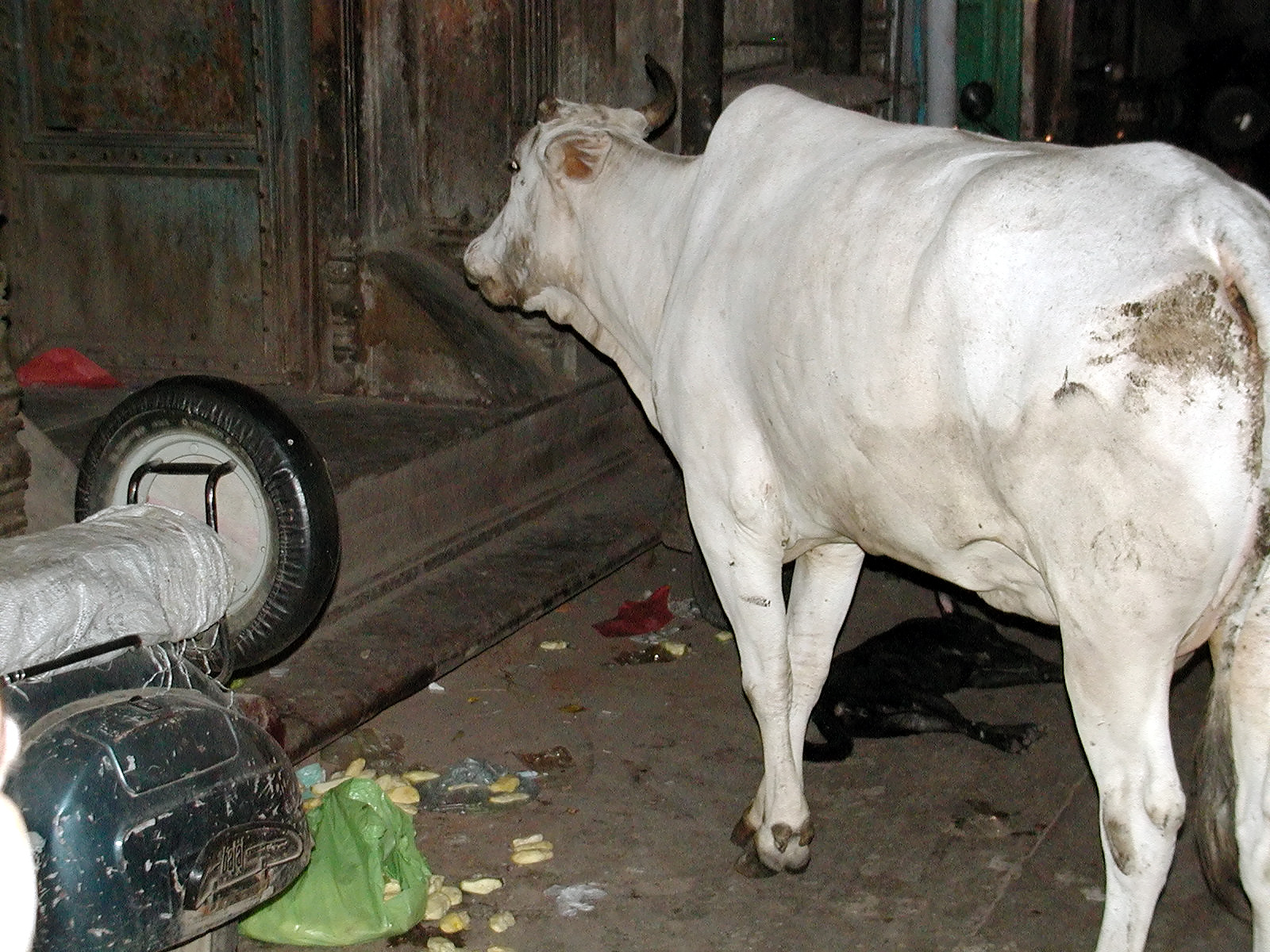 12-Jun-2001 19:43 - Old Delhi - Cow in the narrow streets of Old Delhi