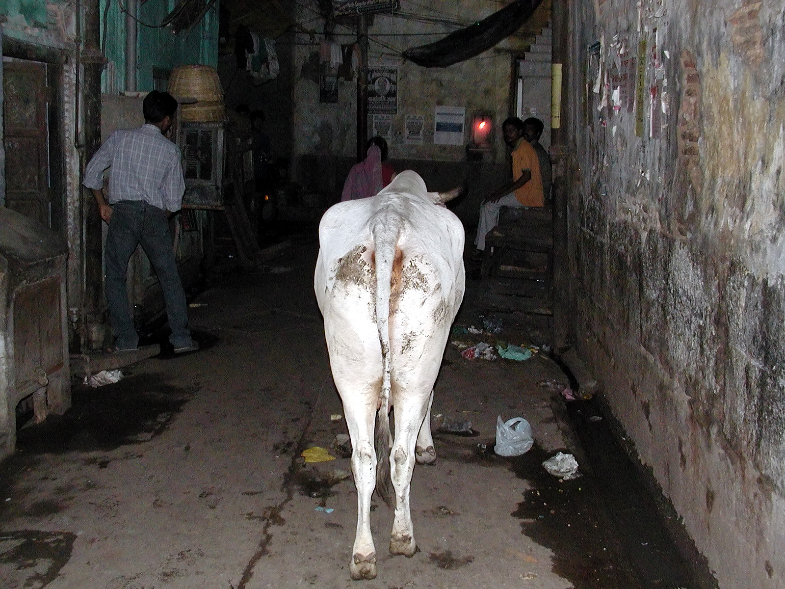 12-Jun-2001 19:43 - Old Delhi - Cow in the narrow streets of Old Delhi