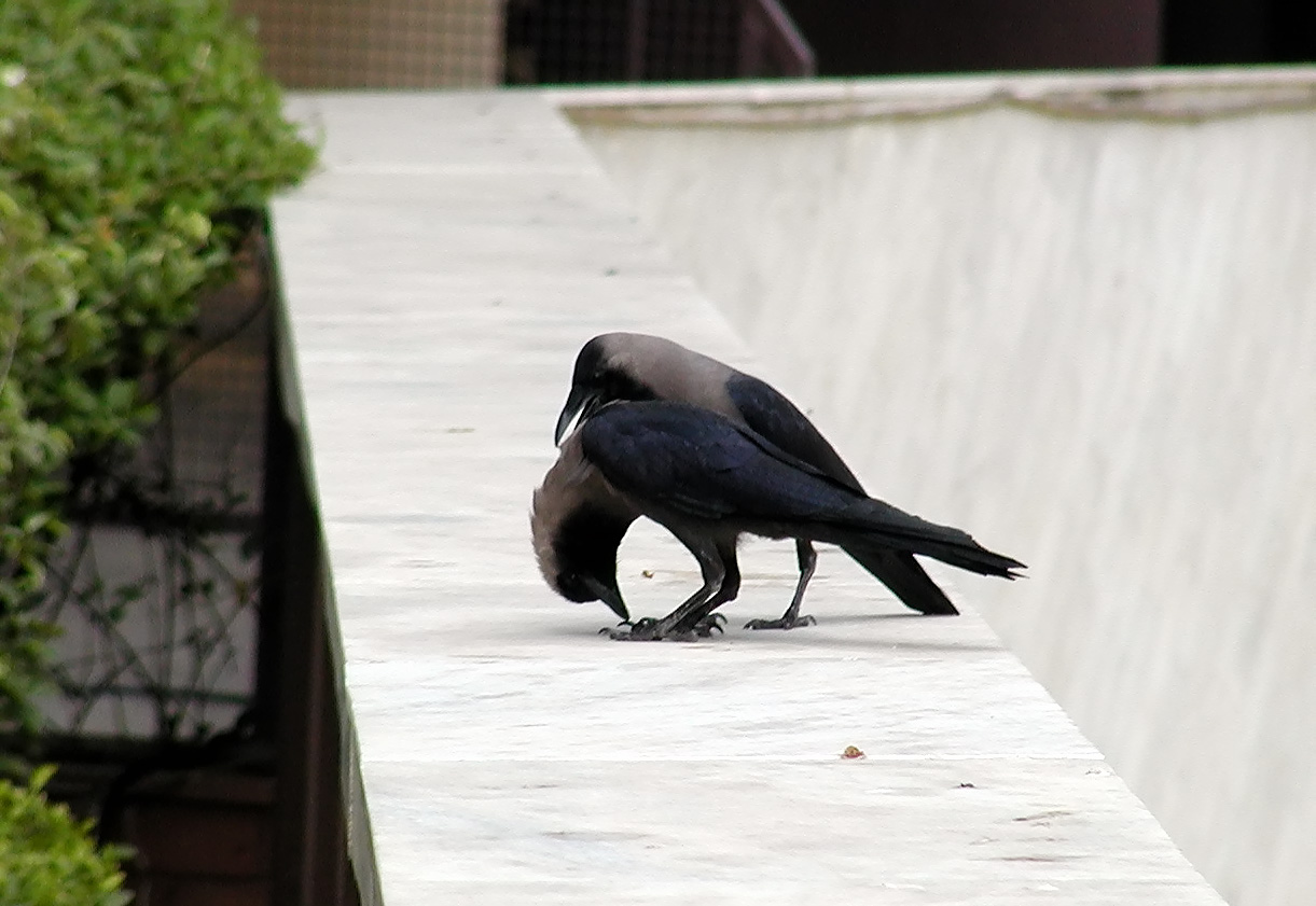 13-Jun-2001 10:17 - New Delhi - Bird near the pool of the Le Meridien Hotel