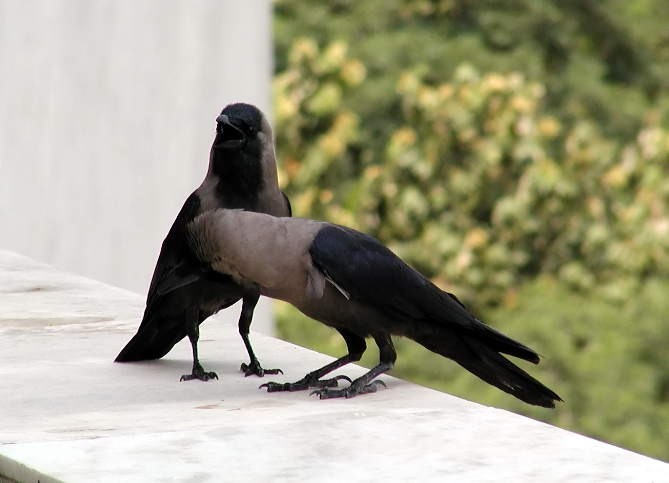 13-Jun-2001 10:18 - New Delhi - Birds near the pool of the Le Meridien Hotel