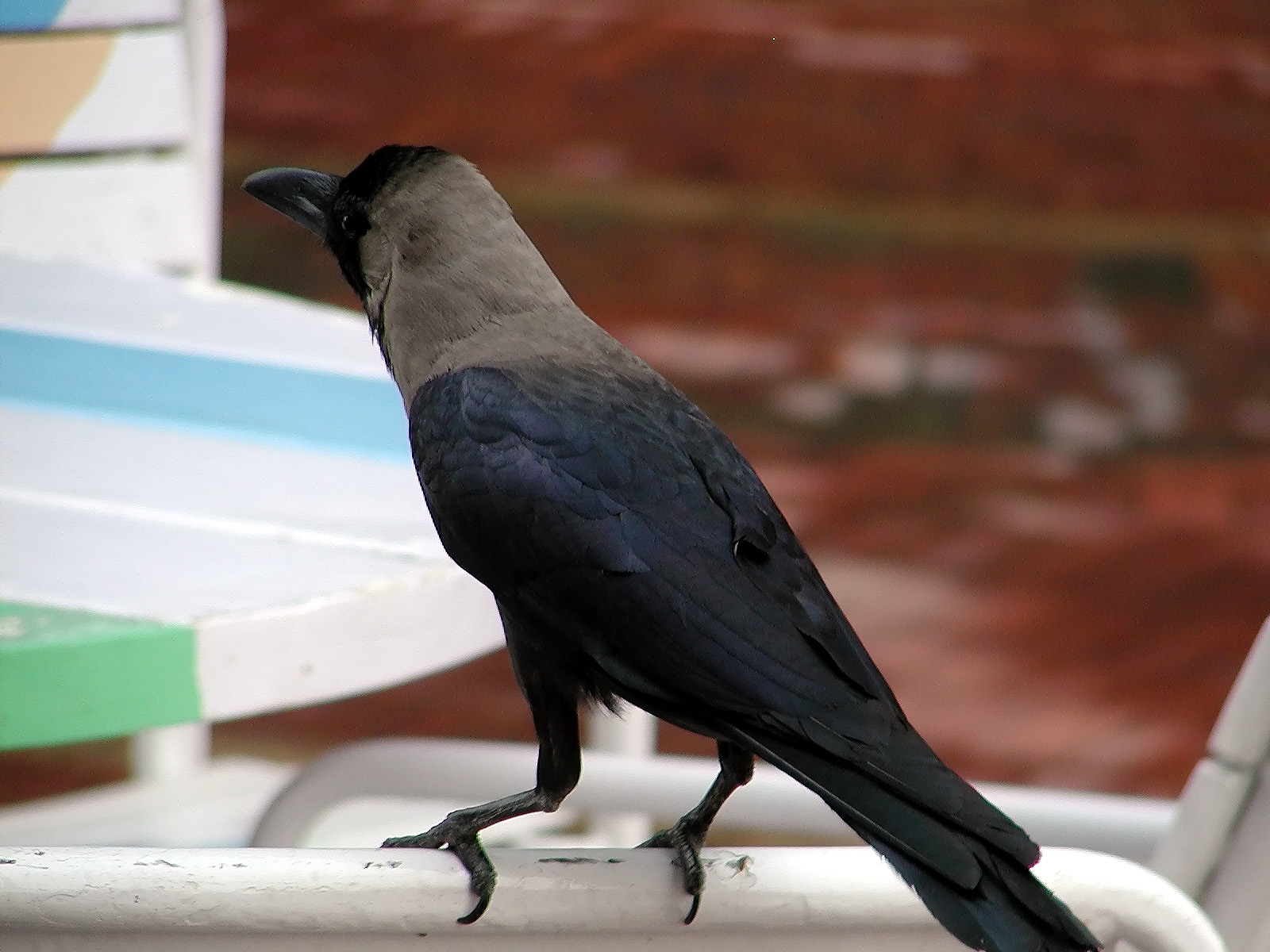 13-Jun-2001 10:19 - New Delhi - Bird near the pool of the Le Meridien Hotel