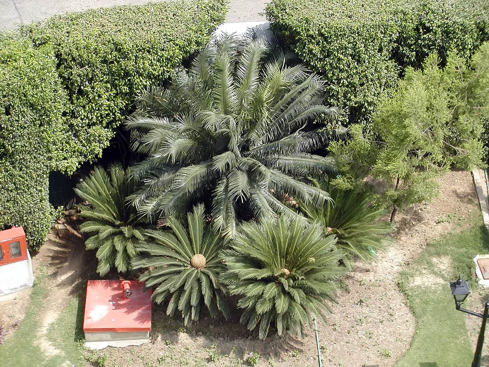 13-Jun-2001 10:21 - New Delhi - Palm tree in the hotel garden