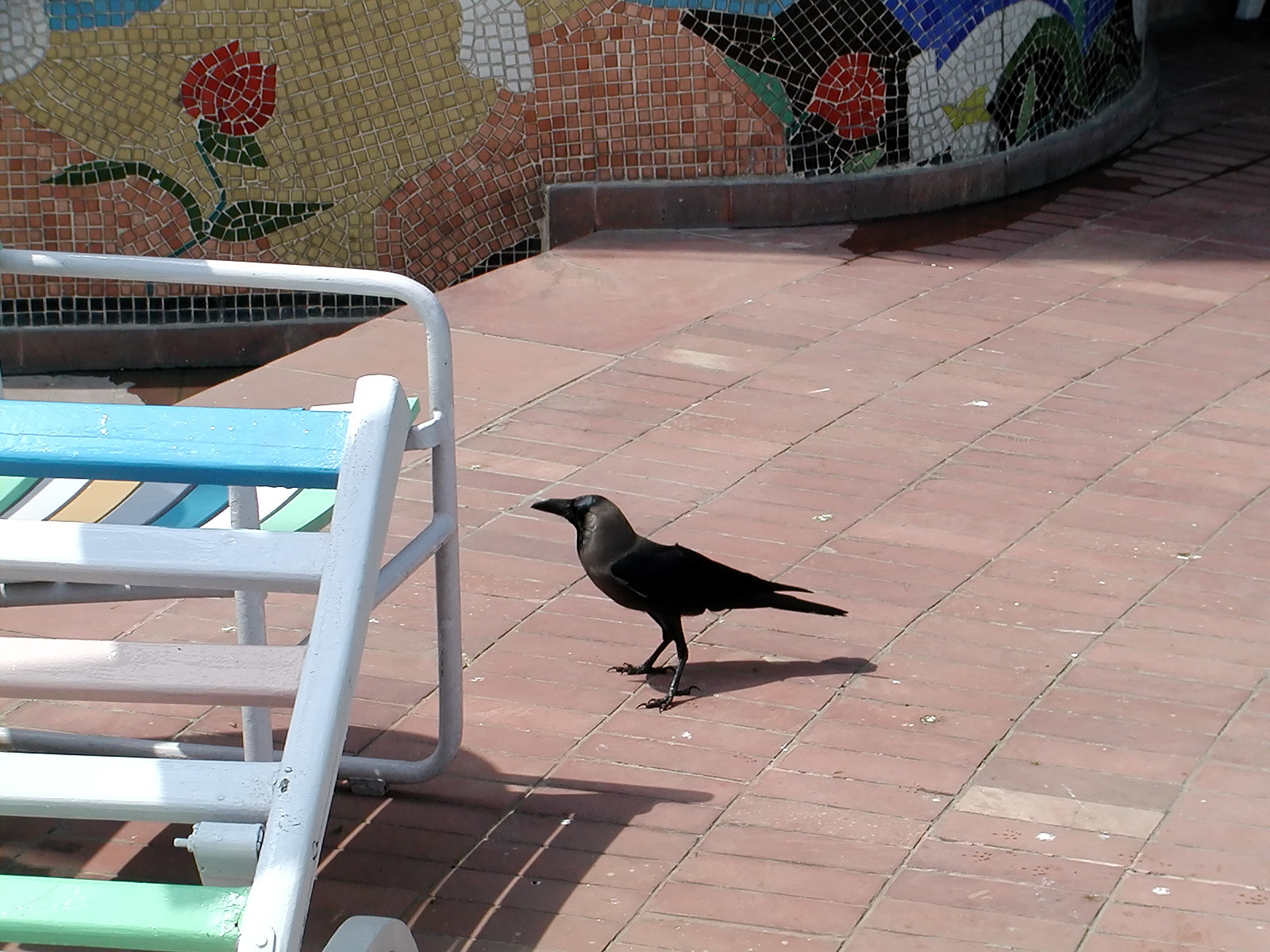 13-Jun-2001 10:21 - New Delhi - Bird near the pool of the Le Meridien Hotel