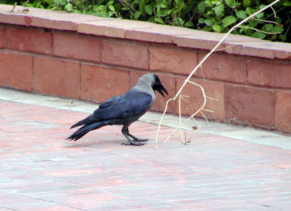 13-Jun-2001 10:23 - New Delhi - Bird near the pool of the Le Meridien Hotel