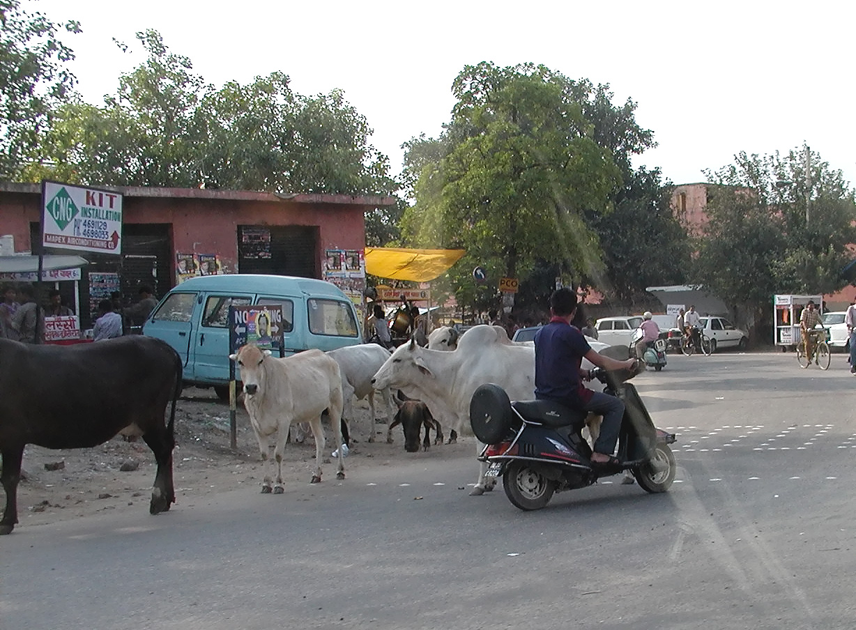 13-Jun-2001 16:59 - New Delhi - Cows in the road
