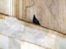 10-Jun-2001 12:40 - Agra - The Taj Mahal - Pigeon on a ledge of the mausoleum