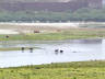 10-Jun-2001 12:42 - Agra - The Taj Mahal - Buffalo in the Yamuna River