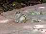 10-Jun-2001 12:53 - Agra - The Taj Mahal - A chipmunk in the gardens