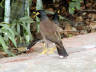 10-Jun-2001 12:53 - Agra - The Taj Mahal - Bird in the gardens
