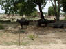 10-Jun-2001 13:19 - Agra  - Buffalo by the road side
