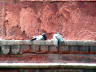 10-Jun-2001 13:29 - Agra - Agra Fort - Pigeons